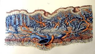 ftp://ftp.modmedworld.com/web/stomach%20vessels.jpg